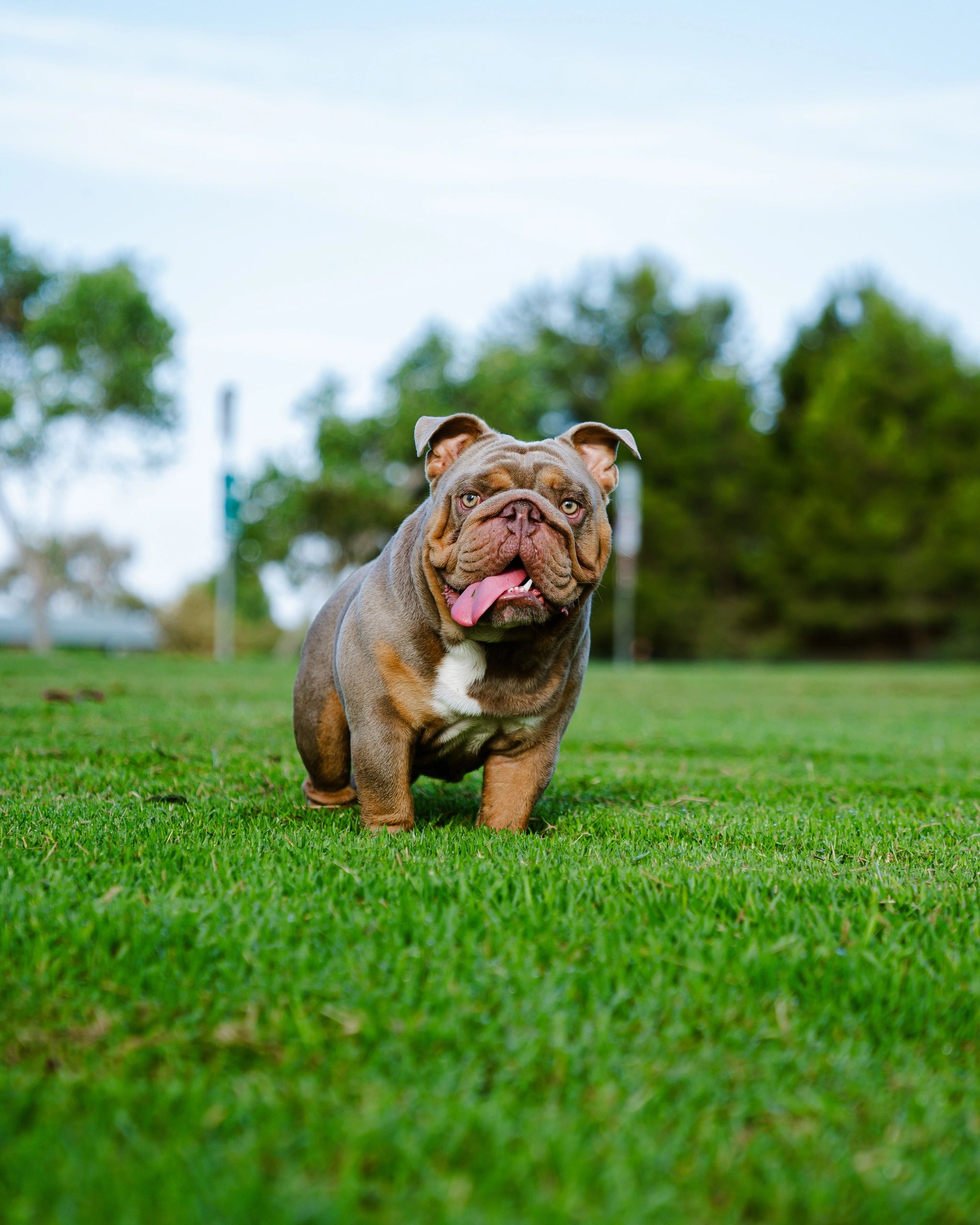 Bubs, a lilac and tan English bulldog