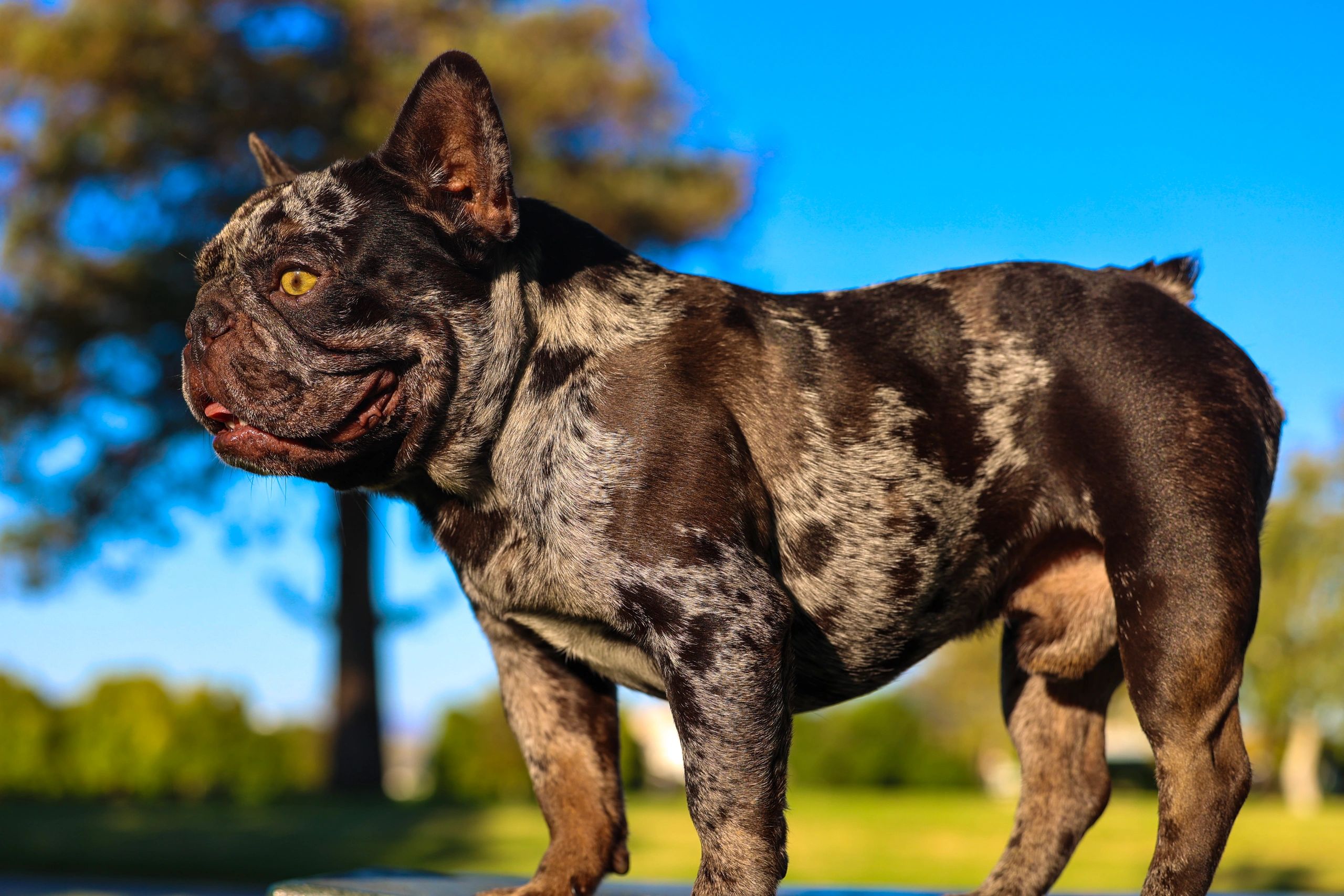 Chocolate merle French bulldog standing indoors