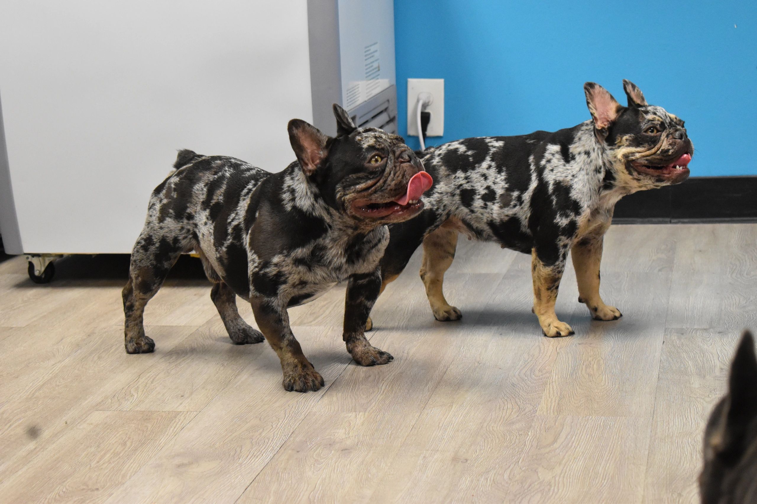 Two chocolate tweed merle French bulldogs playing
