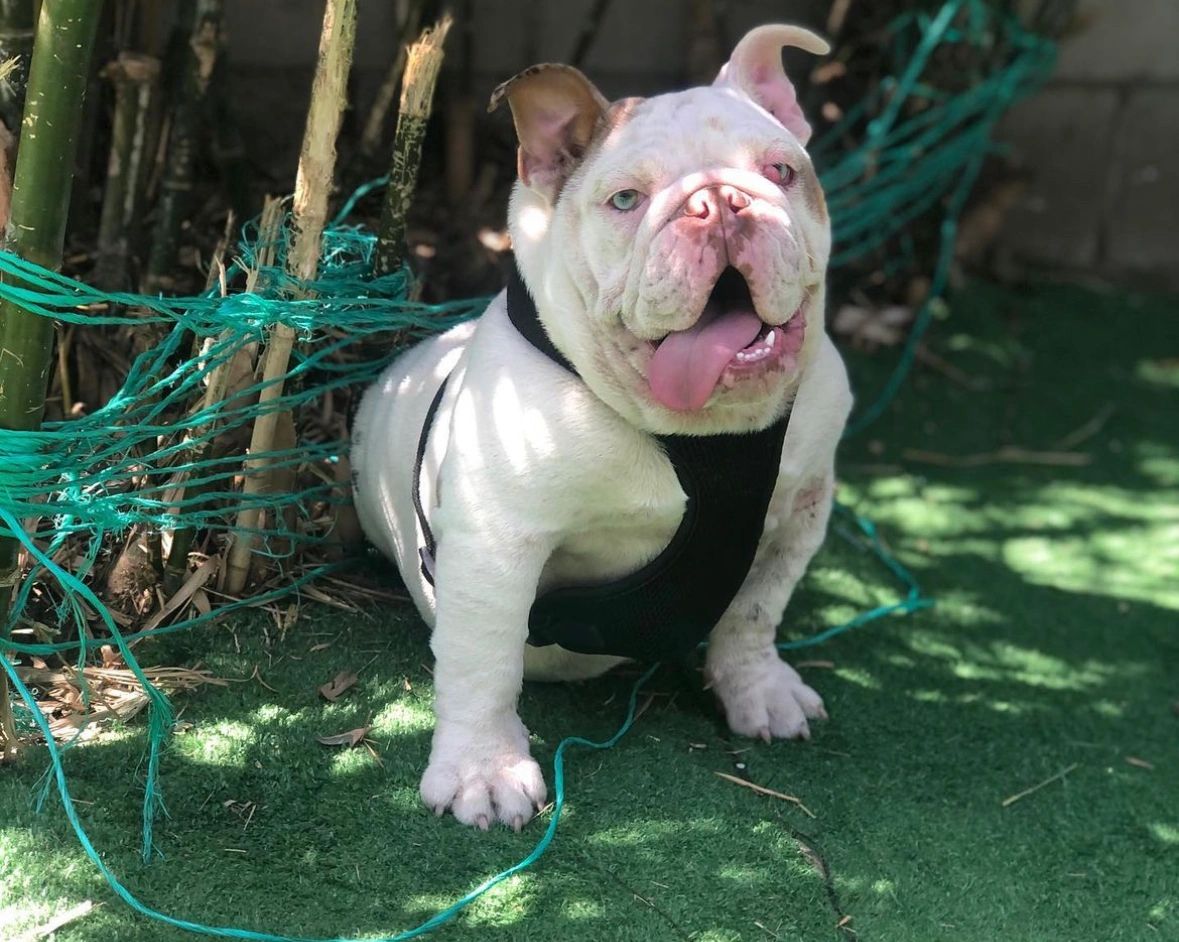 English bulldog with blue eyes