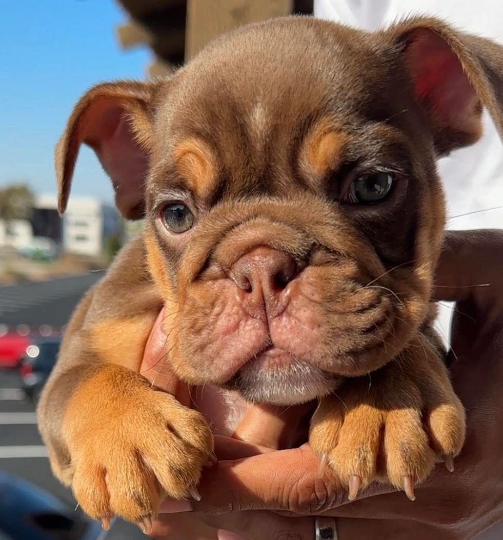 English bulldog puppy on a blanket