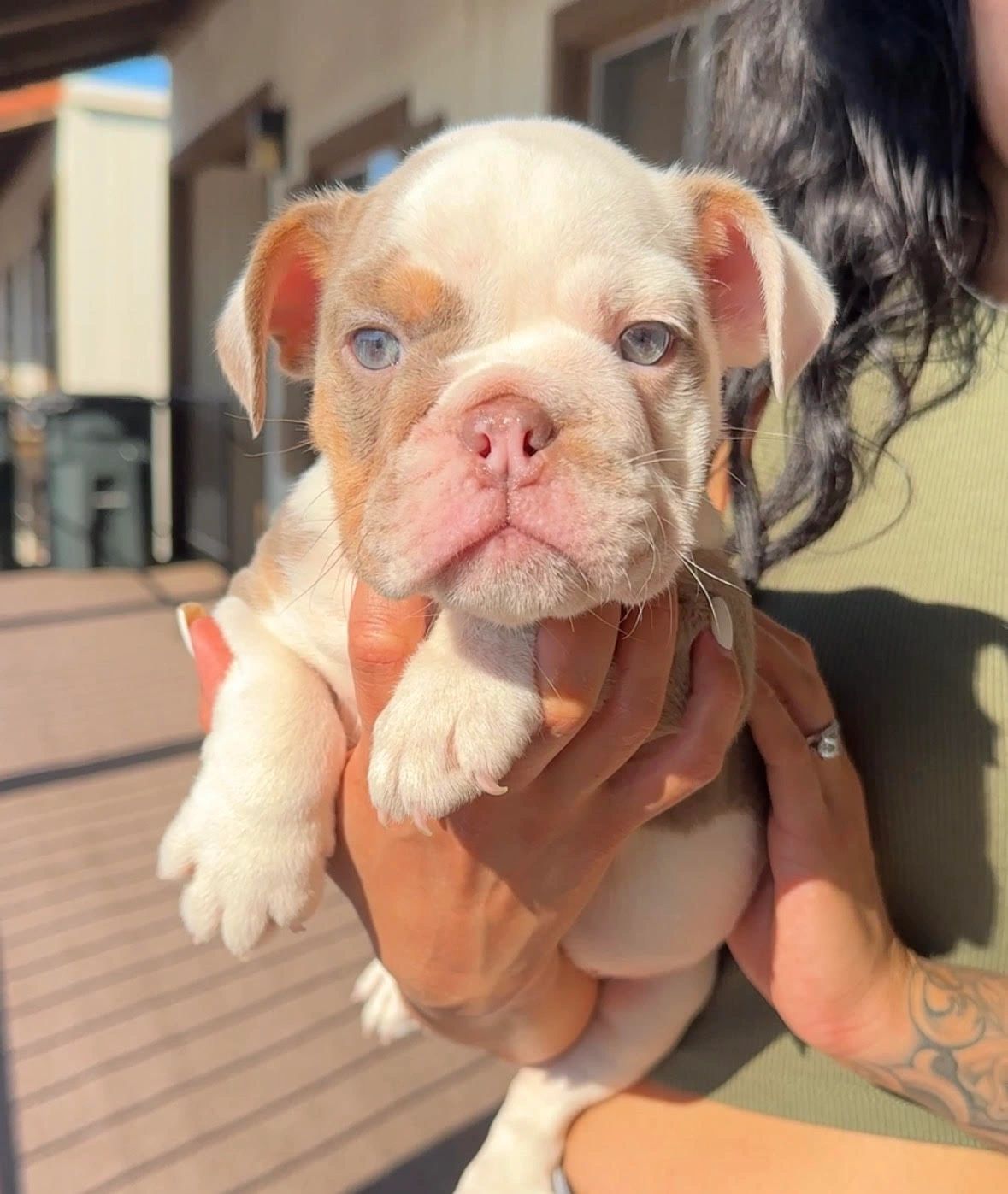 Lilac English bulldog puppy with blue eyes