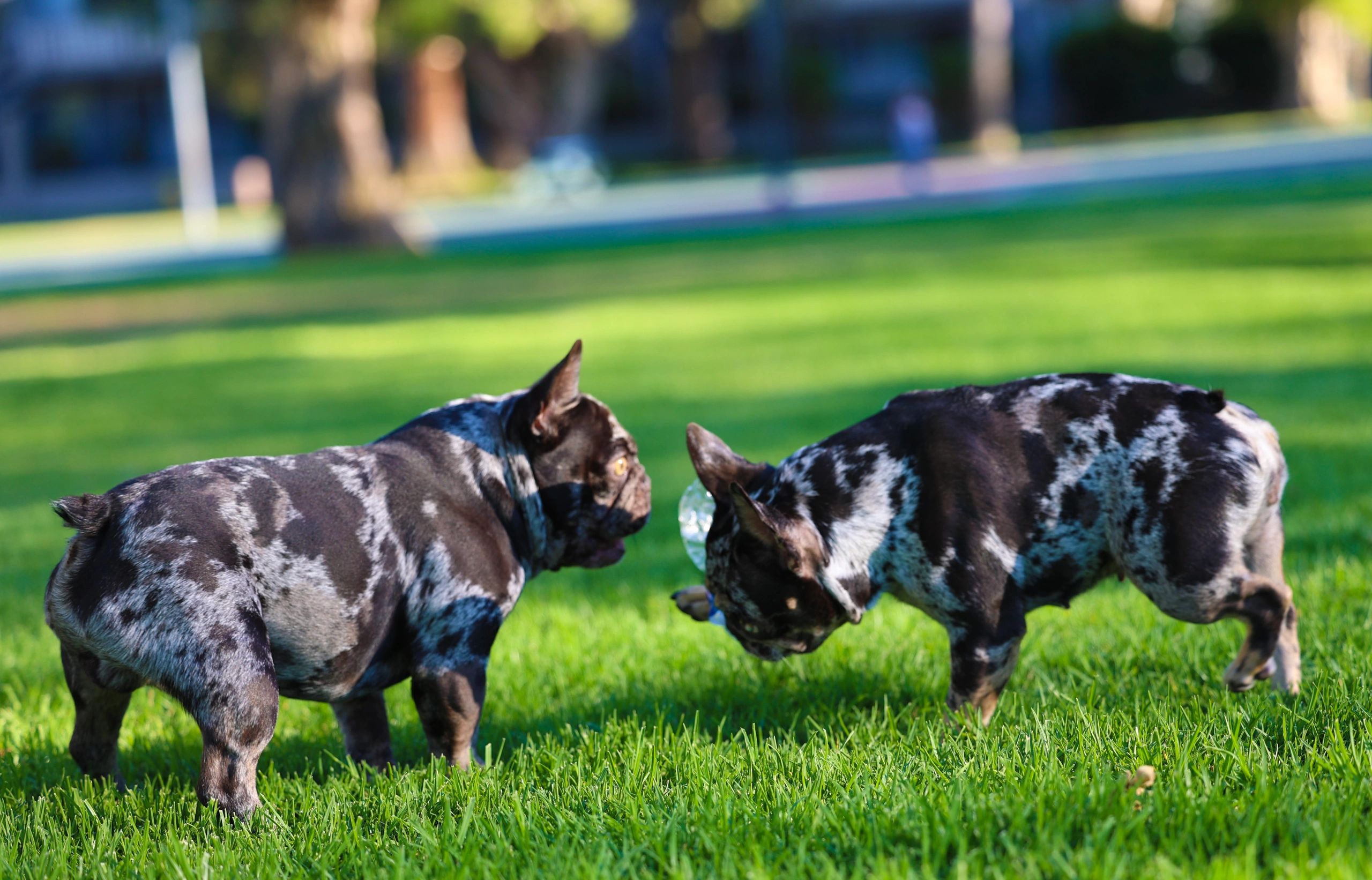 Two French bulldogs playing together