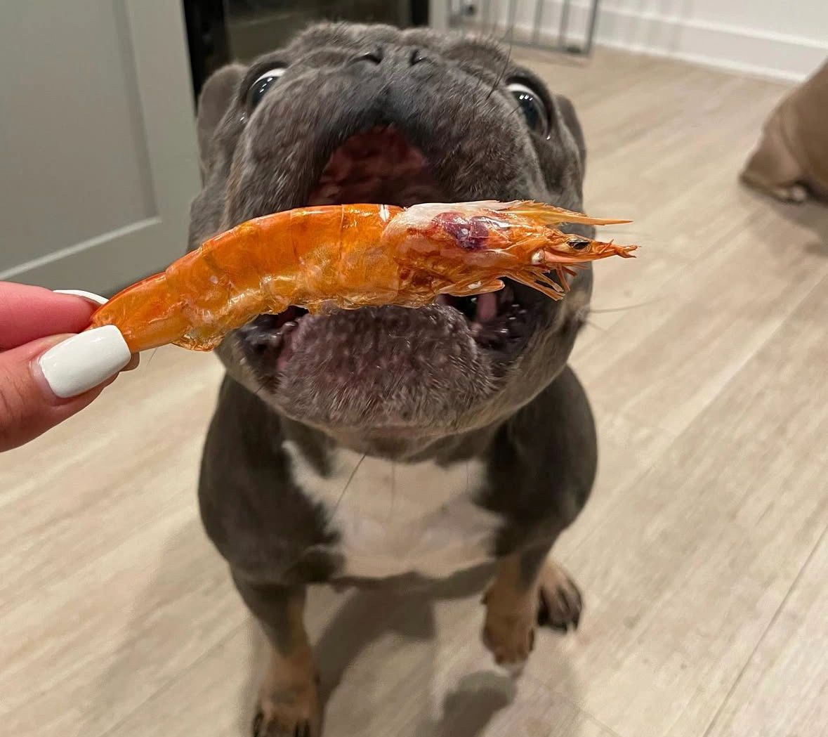 French bulldog about to eat a shrimp treat