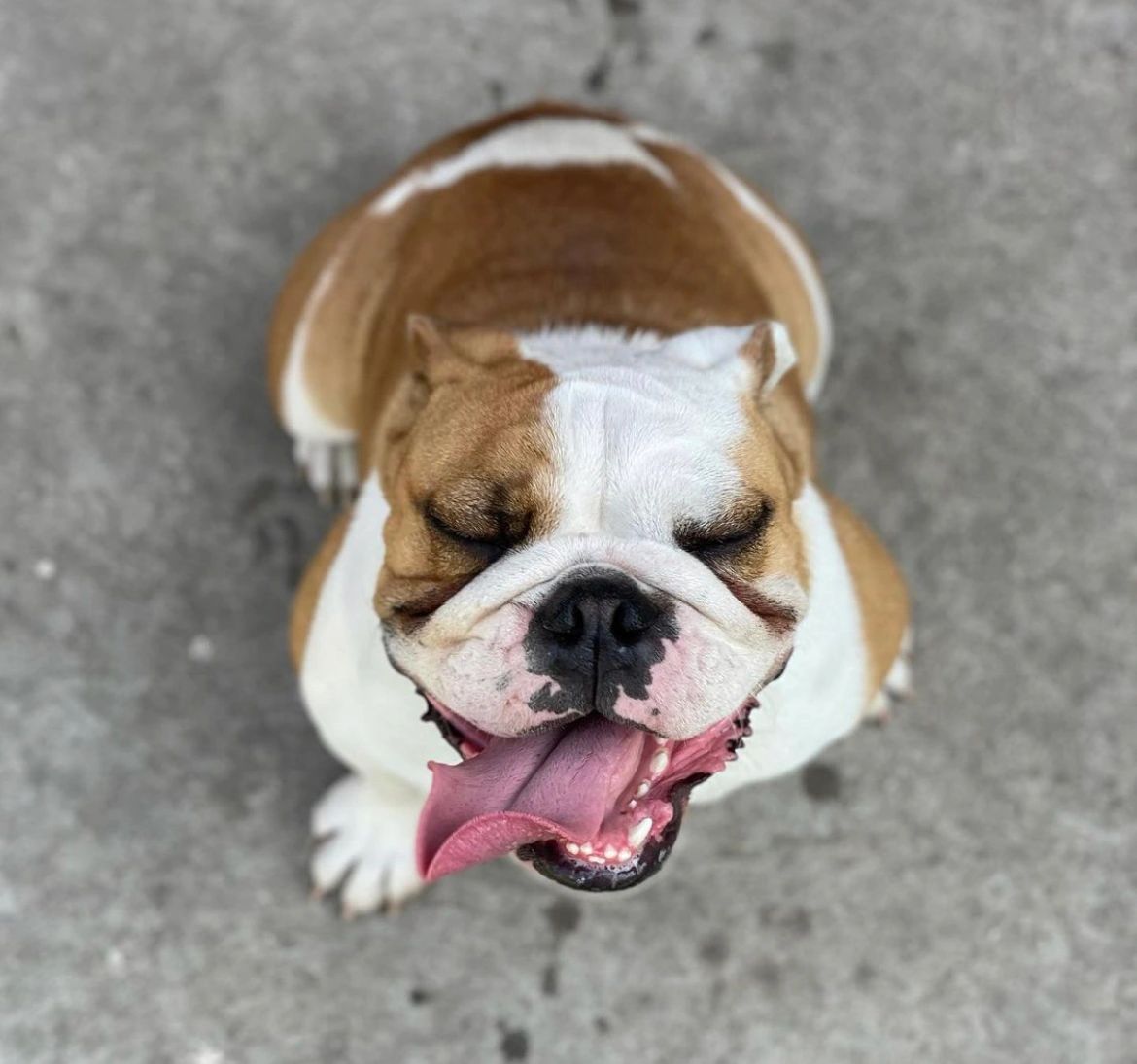 Smiling English bulldog looking up at the camera