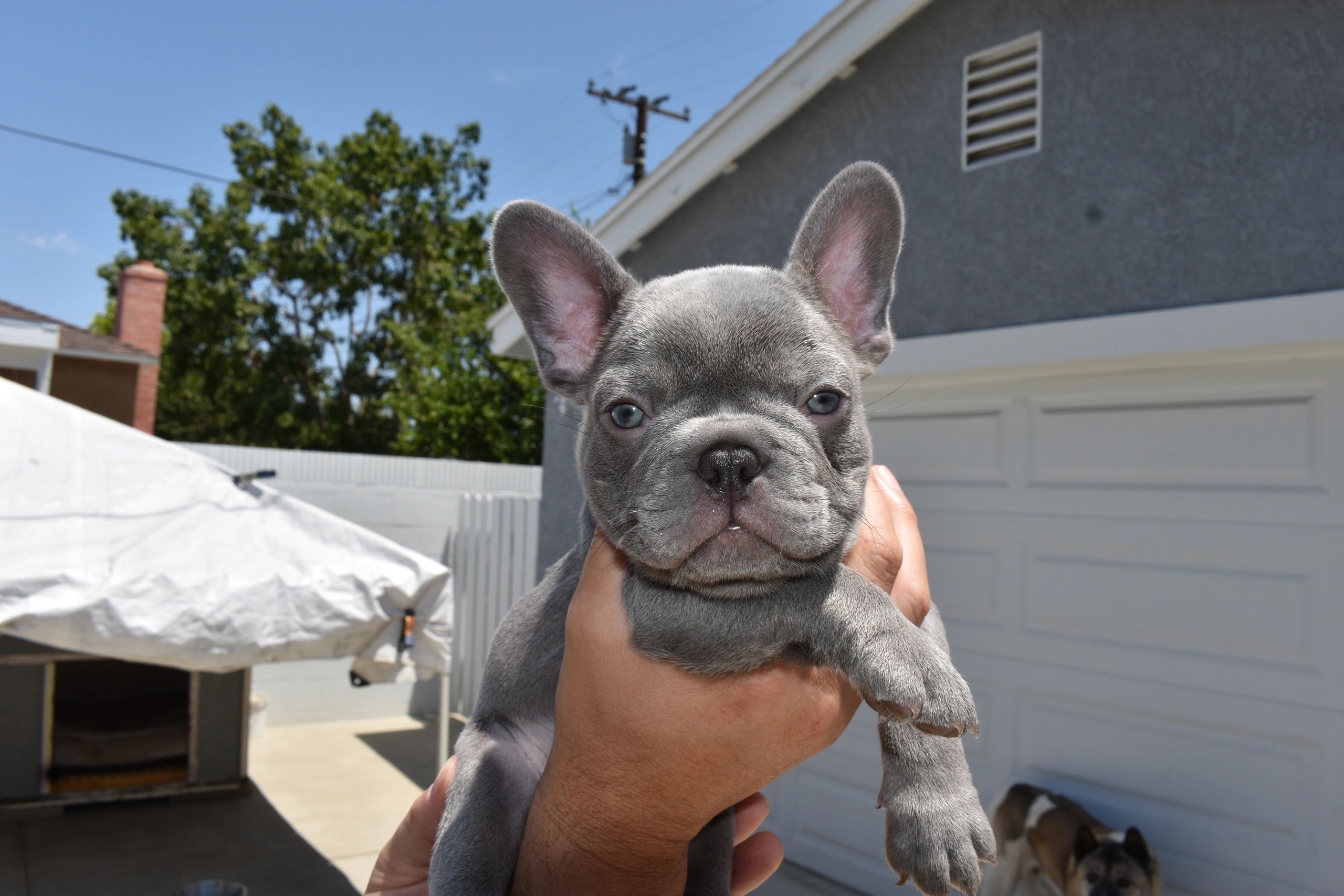 Lilac French bulldog puppy