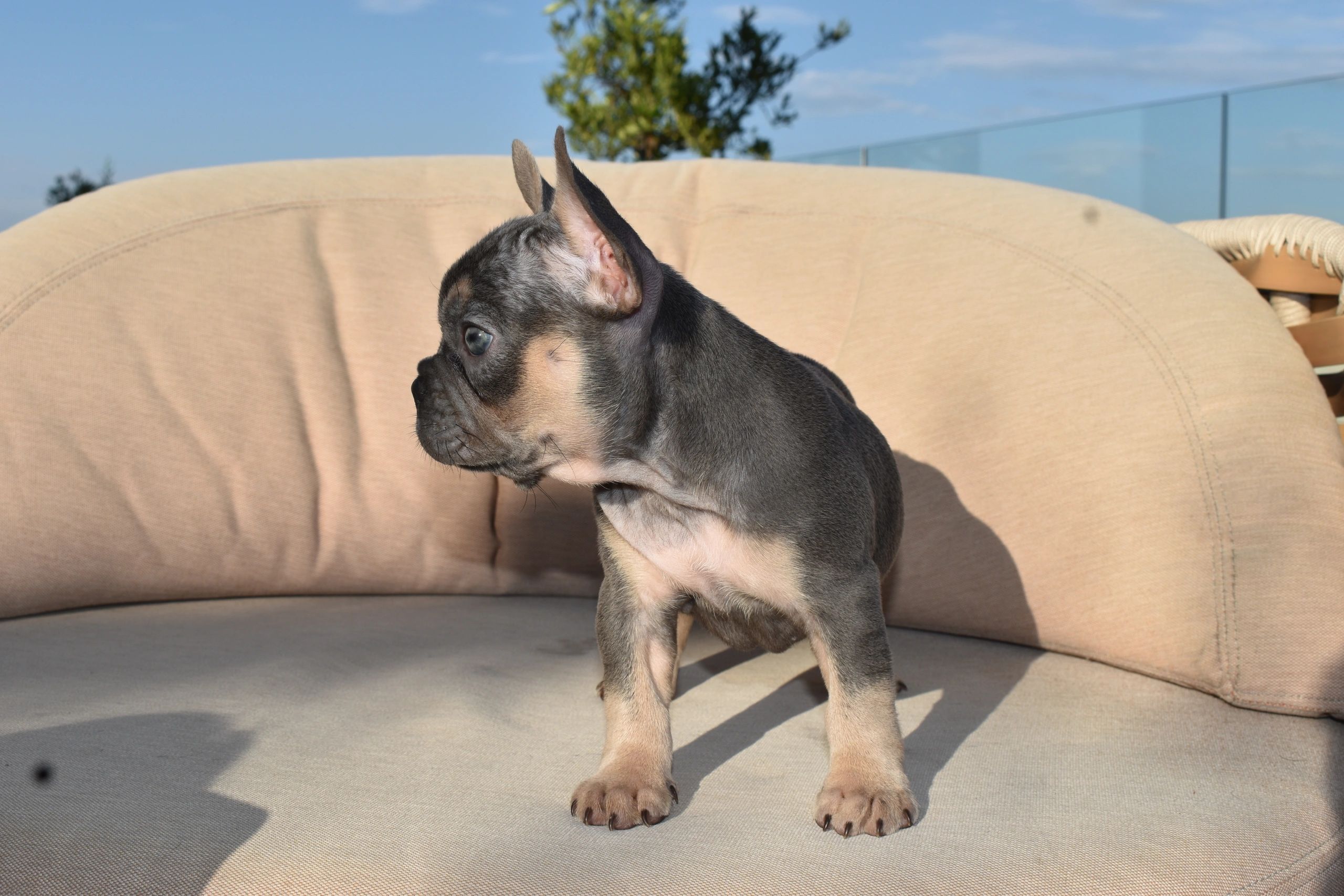 Lilac and tan French bulldog puppy