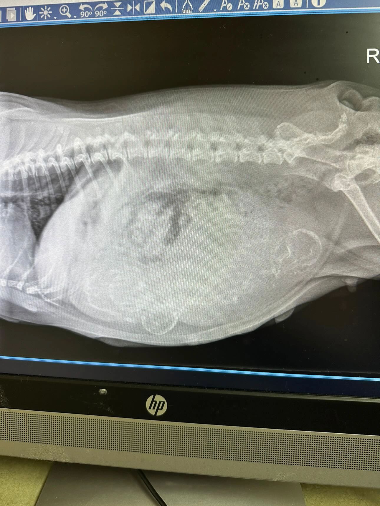 X-ray of a pregnant French bulldog showing puppies